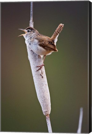 Framed British Columbia, Kamloops, Marsh Wren Print