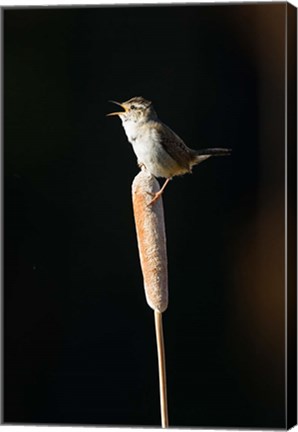 Framed British Columbia, Marsh Wren bird from a cattail Print