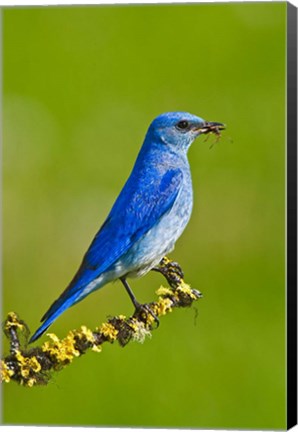 Framed British Columbia, Mountain Bluebird with caterpillars Print