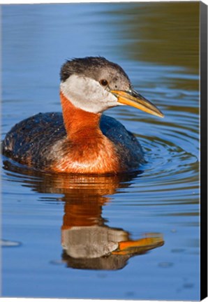 Framed British Columbia, Red-necked Grebe bird in lake Print