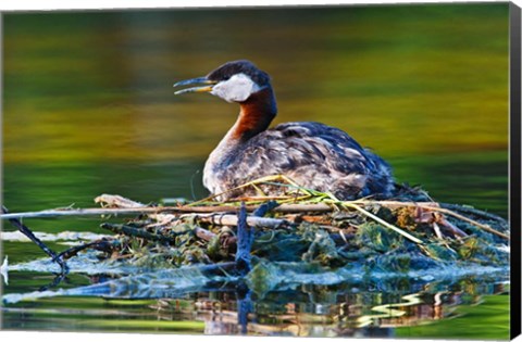 Framed British Columbia, Red-necked Grebe bird on nest Print