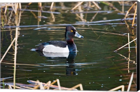 Framed British Columbia, Ring-necked Duck in marsh Print