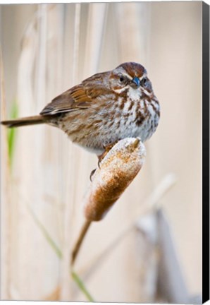 Framed British Columbia, Song Sparrow bird on cattail Print