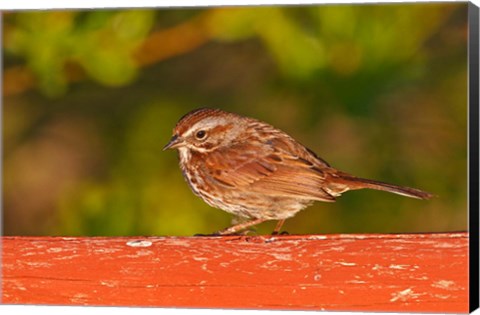 Framed British Columbia, Song Sparrow bird, bridge raining Print