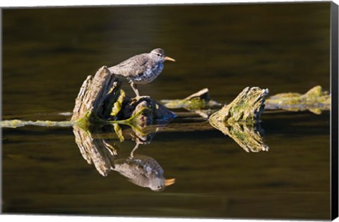 Framed British Columbia, Spotted Sandpiper, Deadwood Print