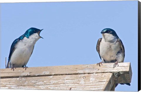 Framed British Columbia, Tree Swallows perched on bird house Print