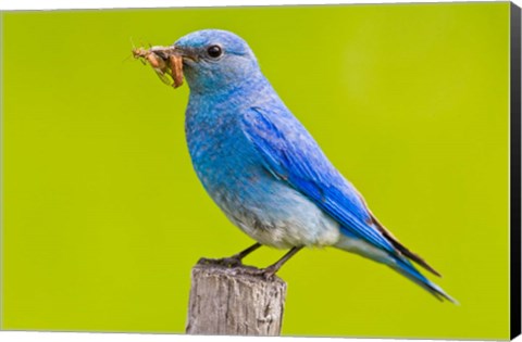 Framed Mountain Bluebird with caterpillars near Kamloops, British Columbia, Canada Print