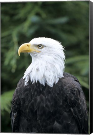 Framed Bald eagle, British Columbia, Canada Print