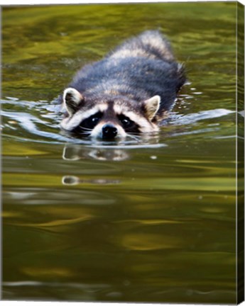 Framed Common Raccoon, Stanley Park, British Columbia Print