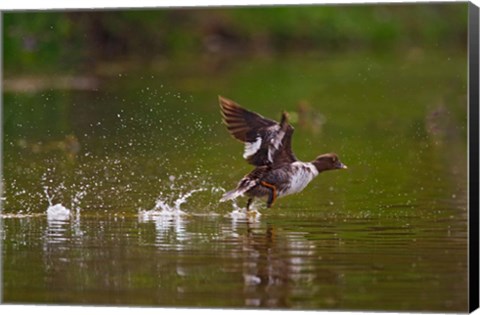 Framed British Columbia, Common Goldeneye bird Print