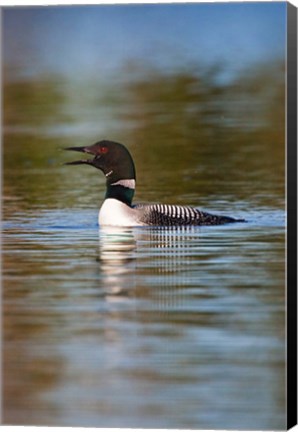 Framed British Columbia, Common Loon bird on lake Print