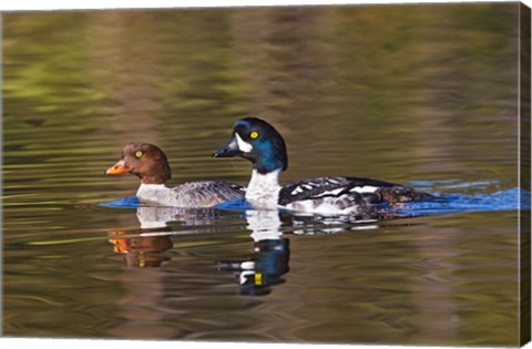 Framed British Columbia, near Kamloops, Common Goldeneye ducks Print