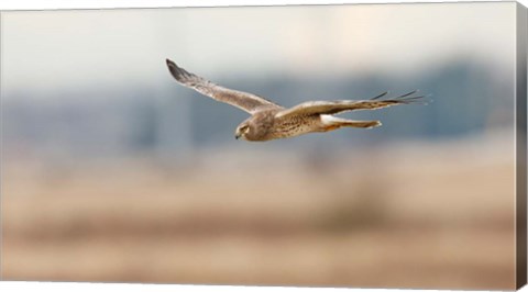 Framed British Columbia Boundary Bay, Northern Harrier bird Print