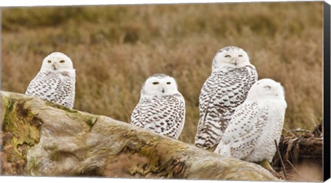 Framed Flock of Snowy Owl, Boundary Bay, British Columbia, Canada Print