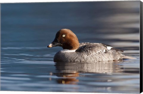 Framed Common Goldeneye Hen, Vancouver, British Columbia, Canada Print