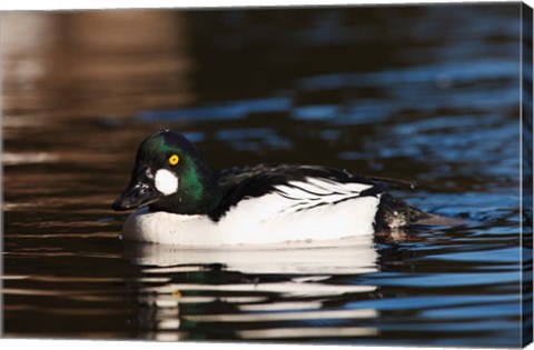 Framed British Columbia, Vancouver, Common Goldeneye duck Print