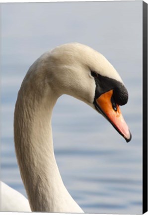 Framed British Columbia, Vancouver, Mute Swan bird Print