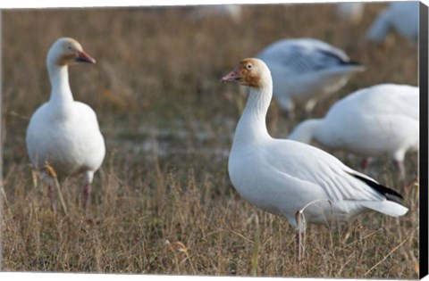 Framed British Columbia, Westham Island, Snow Goose bird Print