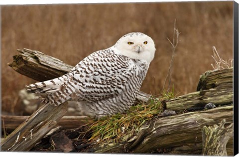 Framed Canada, British Columbia, Boundary Bay, Snowy Owl Print