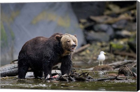 Framed Canada, British Columbia Grizzly bear eating salmon Print