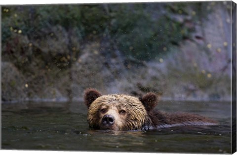 Framed Canada, British Columbia Grizzly bear swimming Print