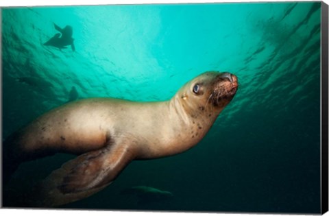 Framed British Columbia, Hornby Island, Steller&#39;s Sea Lions Print