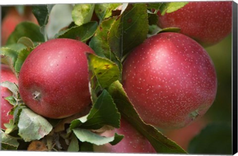 Framed Apples, Okanagan Valley, British Columbia, Canada, Na Print