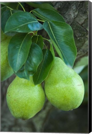 Framed Bartlett Pear, Okanagan Valley, British Columbia, Canada, Na Print