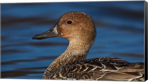 Framed Northern Pintail Hen, George C Reifel Migratory Bird Sanctuary, Westham Island, British Columbia, Canada Print