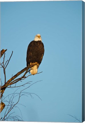 Framed Bald Eagle, Vancouver, British Columbia, Canada Print