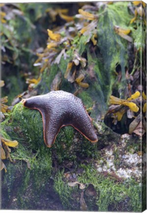 Framed Bat Star, Pacific Rim NP Preserve, British Columbia Print