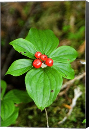 Framed Temperate Rainforest Berries, Bramham, British Columbia Print