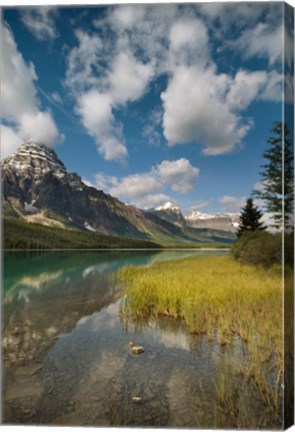 Framed Waterfowl lake, Icefields parkway, Banff NP, Canada Print