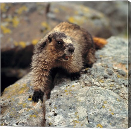 Framed British Columbia, Yoho NP, Hoary marmot Print