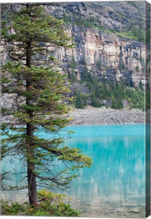 Framed Pine tree, Moraine Lake, Banff National Park, Canada Print