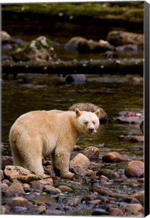 Framed British Columbia, Princess Royal Island, Spirit Bear Print