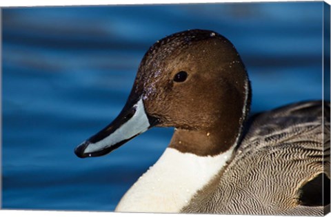 Framed British Columbia, Westham Island, Pintail Duck Print