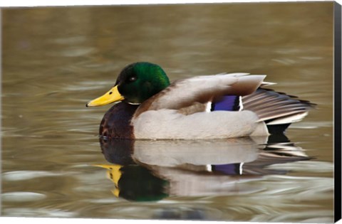 Framed Mallard Drake, George C Reifel Migratory Bird Sanctuary, Westham Island, British Columbia, Canada Print