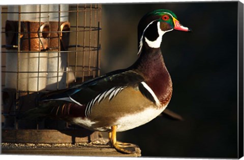 Framed Wood Duck Drake, George C Reifel Migratory Bird Sanctuary, Westham Island, British Columbia, Canada Print