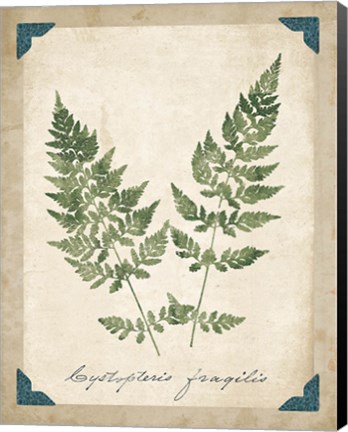 Framed Vintage Ferns VII Print