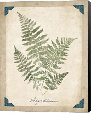 Framed Vintage Ferns IX Print