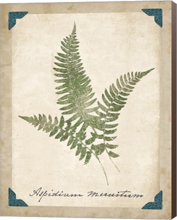 Framed Vintage Ferns X Print