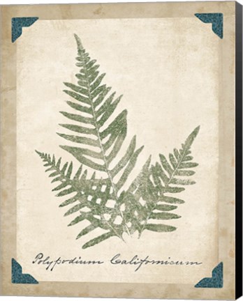 Framed Vintage Ferns XI Print