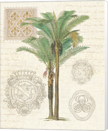 Framed Vintage Palm Study II Print