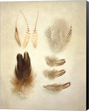 Framed Feathers II Print