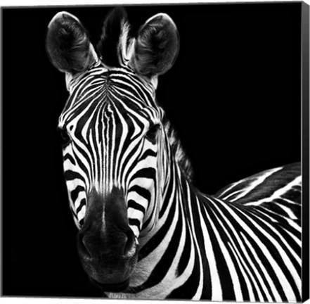 Framed Zebra II Square Print