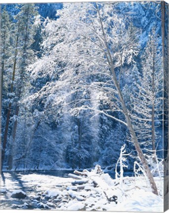 Framed Snow covered trees along Merced River, Yosemite Valley, Yosemite National Park, California Print