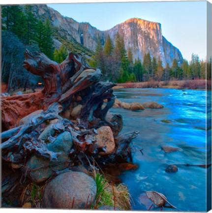 Framed Tree roots in Merced River in the Yosemite Valley Print