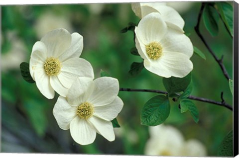 Framed Pacific Dogwood Along Merced River, Yosemite National Park, California Print