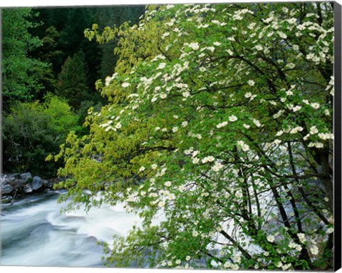 Framed Flowering dogwood tree along the Merced River, Yosemite National Park, California Print